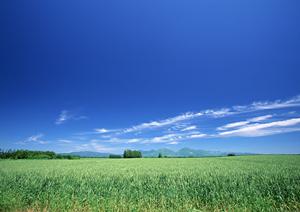 真心で見送るペット火葬専門業者